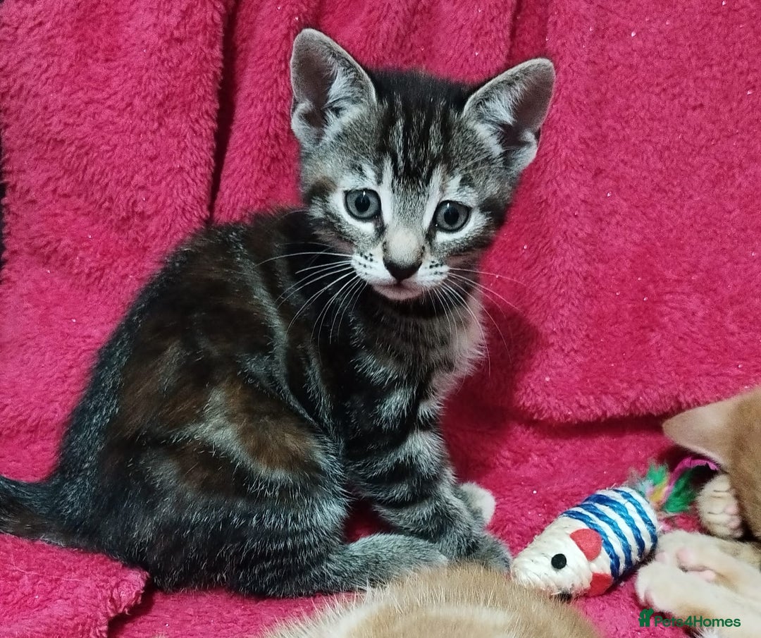 Mixed Breed cats for sale: Amazing, beautiful kittens 3 boys, 2 girls - Image 13