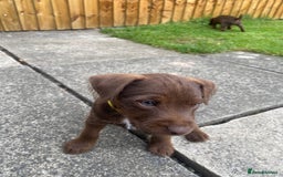 Patterdale Terrier dogs for sale: ⭐️PATTERDALE TERRIER PUPPIES  - Image 24