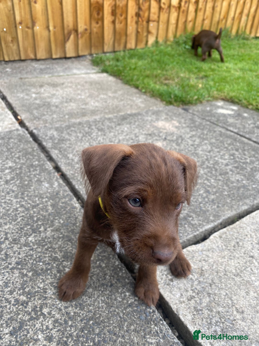 Patterdale Terrier dogs for sale: ⭐️PATTERDALE TERRIER PUPPIES  - Image 24