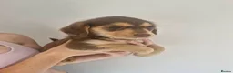 Mixed Breed dogs for sale: Beautiful cockerdor puppies - Advert 4