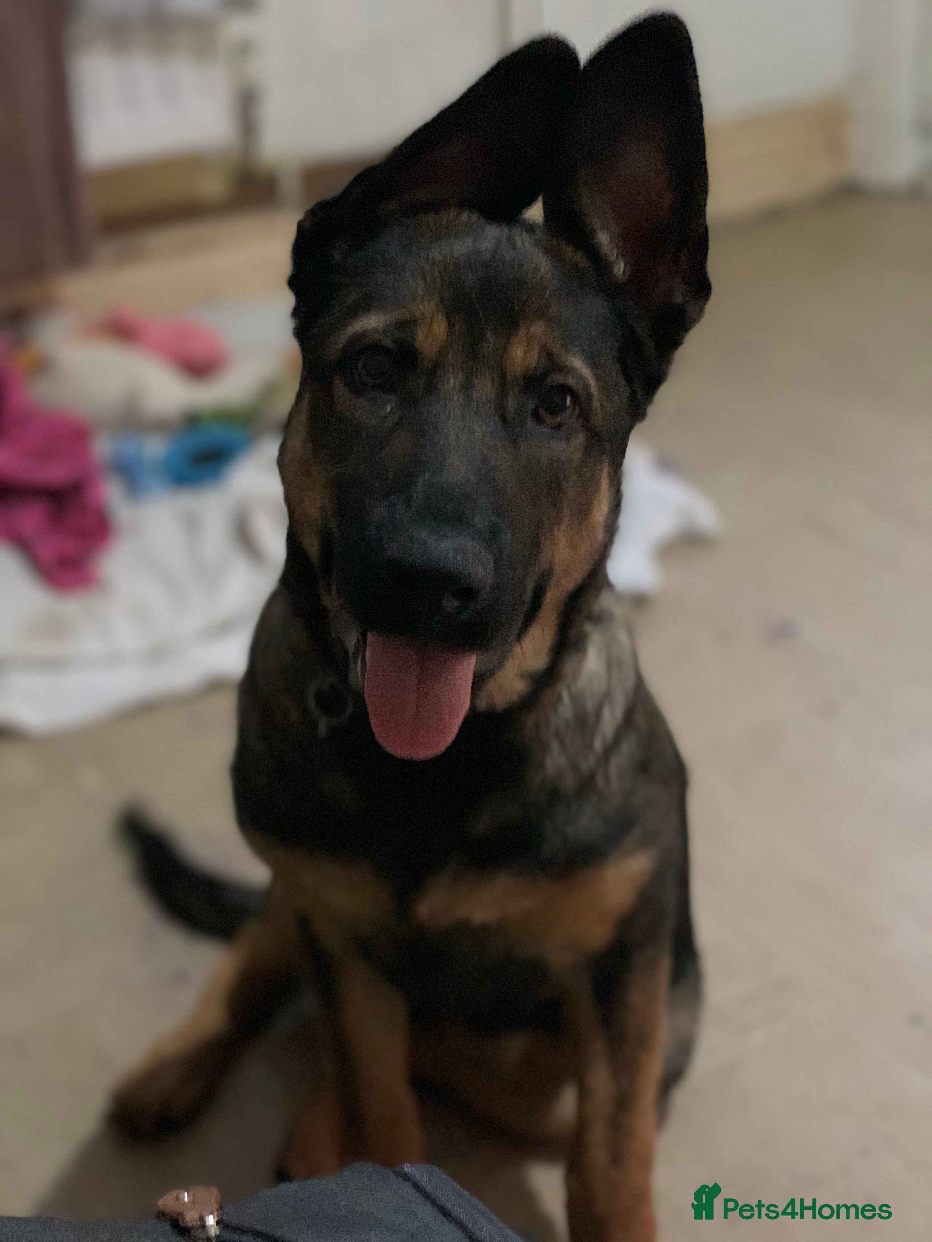 Mixed Breed dogs Sky female - Advert 1