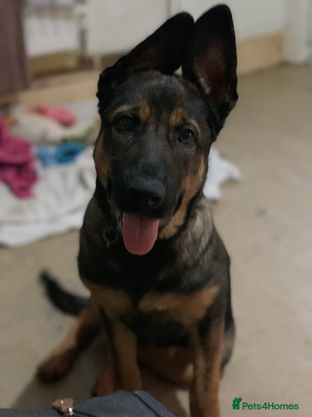 Mixed Breed dogs for sale: Sky female - Advert 1