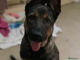 Mixed Breed dogs Sky female - Advert 1