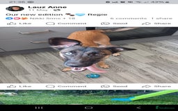 Mixed Breed dogs for sale: Reggie - Advert 2