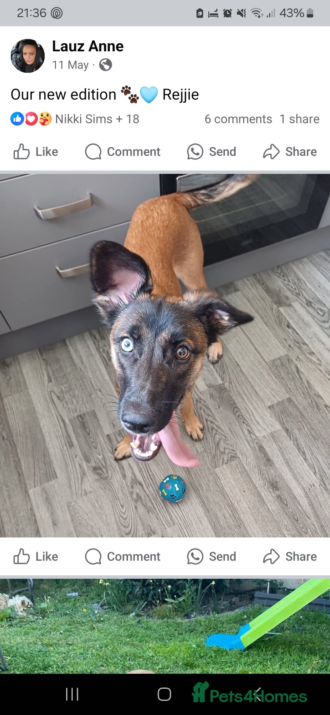 Mixed Breed dogs for sale: Reggie - Advert 2