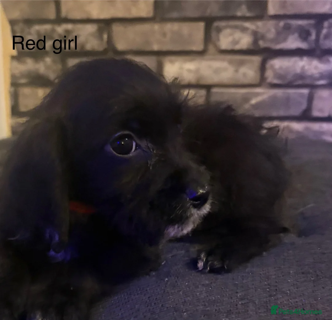 Cockapoo dogs for sale: Beautiful cockapoo puppies  - Advert 15