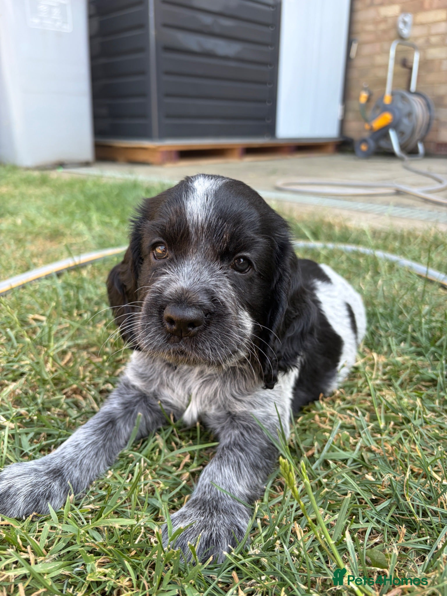 Cocker Spaniel dogs Beautiful Litter of Cocker Spaniels  - Advert 11