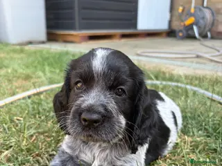 Cocker Spaniel dogs Beautiful Litter of Cocker Spaniels - Advert 11