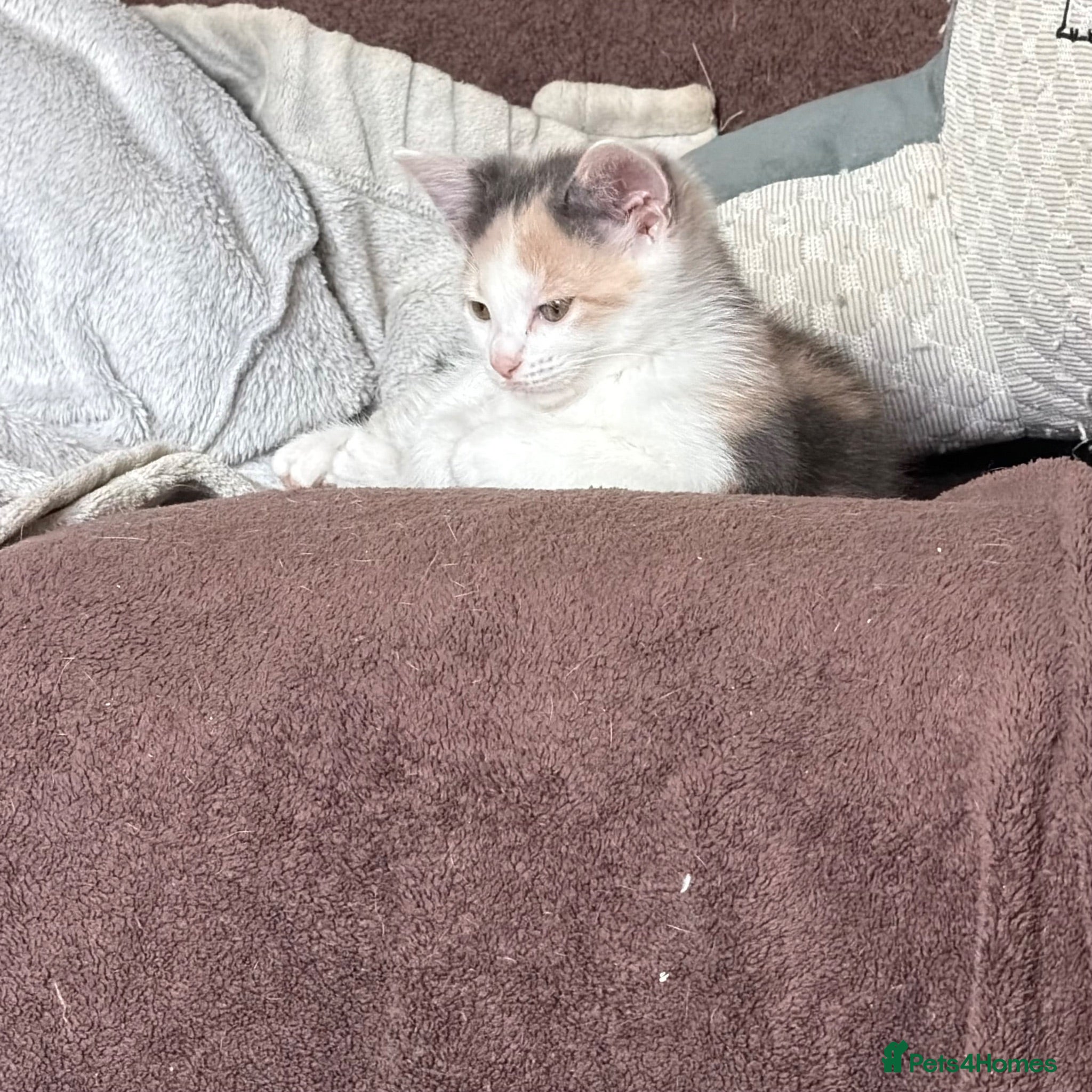 Mixed Breed cats Last little girl looking for home.  - Advert 1