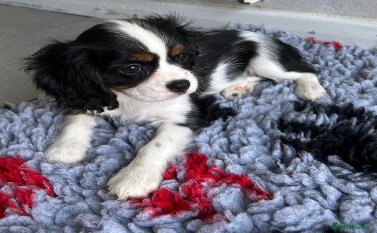 Cavalier King Charles Spaniel dogs - Advert 9