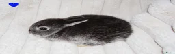 Netherland Dwarf rabbits for sale: 🐰 Netherland Dwarf Rabbits for Sale 🐰 - Advert 4