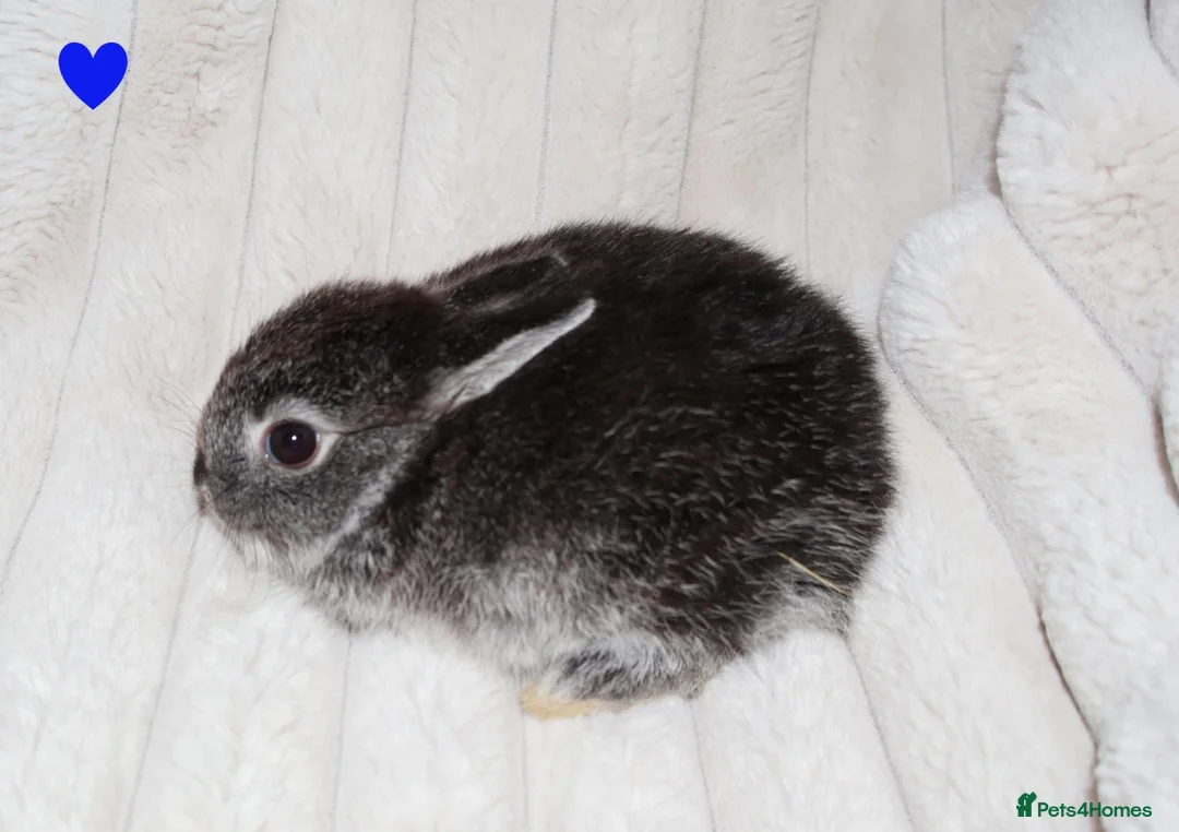 Netherland Dwarf rabbits for sale: 🐰 Netherland Dwarf Rabbits for Sale 🐰 - Advert 4