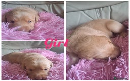 Labradoodle dogs for sale: Labradoodle puppies  - Image 13