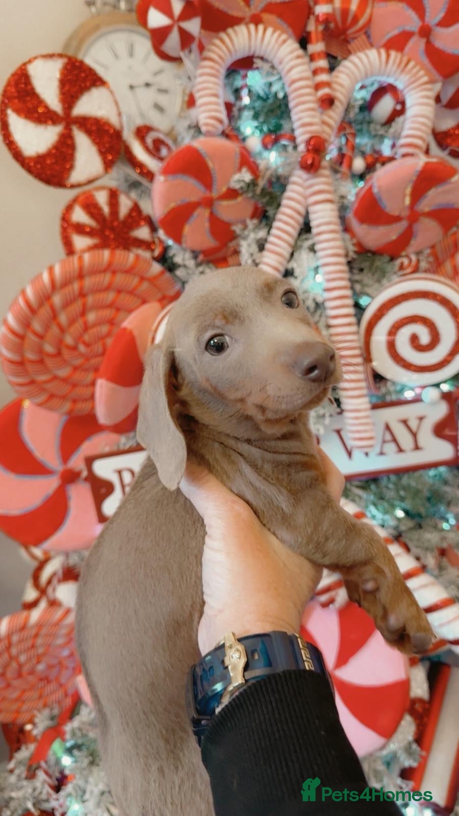 Dachshund dogs Dachshund Isabella dapple pups Ready to leave now - Advert 4