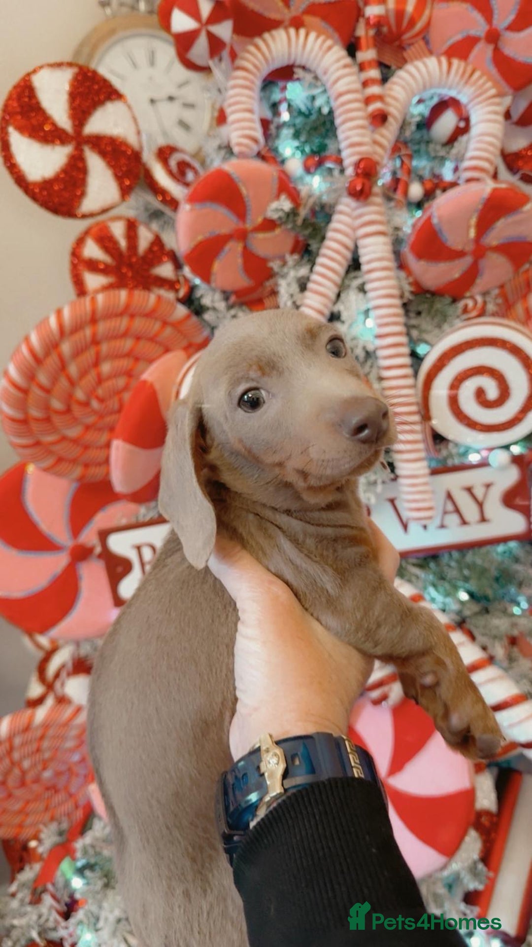 Dachshund dogs for sale: Dachshund Isabella dapple puppies  - Advert 11