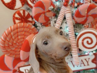 Dachshund dogs Dachshund Isabella dapple pups Ready to leave now - Advert 1