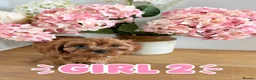 Cavapoo dogs for sale: ❤️STUNNING RUBY F1 CAVAPOO PUPPIES READY NOW❤️ - Advert 11