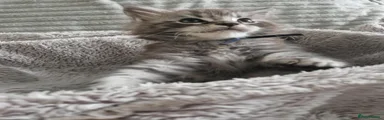 Maine Coon 3