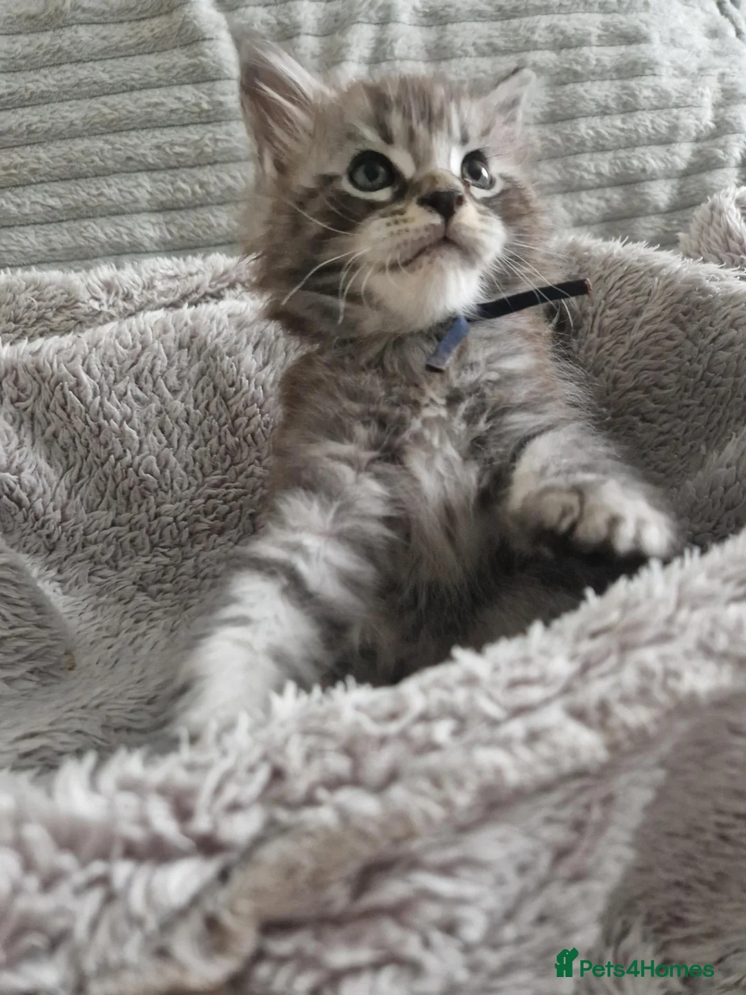 Maine Coon cats for sale: Gorgeous mainecoon kittens available  in Cleckheaton - Advert 16