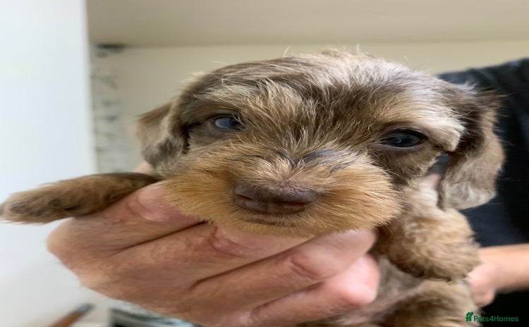 Miniature Dachshund dogs - Advert 13