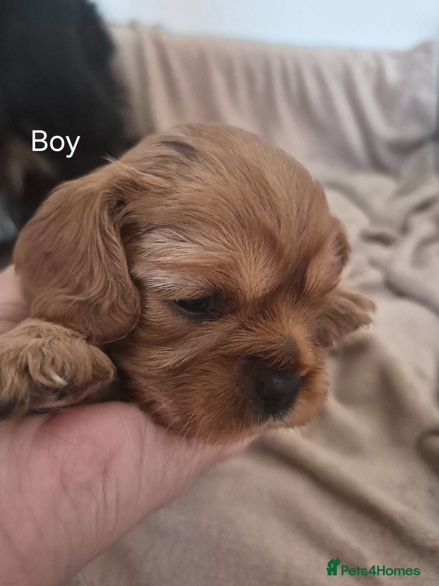 Cavalier King Charles Spaniel dogs KC REG. CAVALIER KING CHARLES PUPPIES  - Advert 9