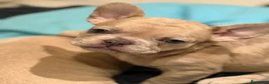 French Bulldog 6