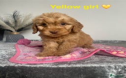Cockapoo dogs for sale: Cockapoo  - Image 9