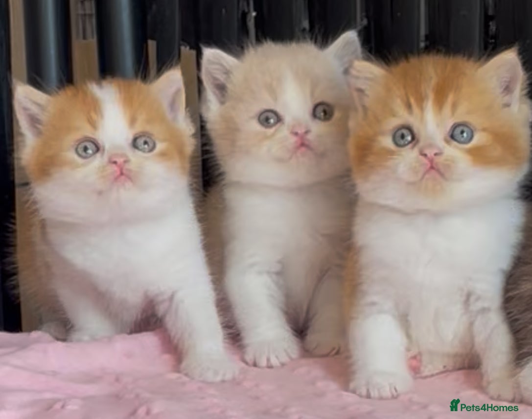 British Shorthair cats Last two Beautiful BSH boys for sale  - Advert 1
