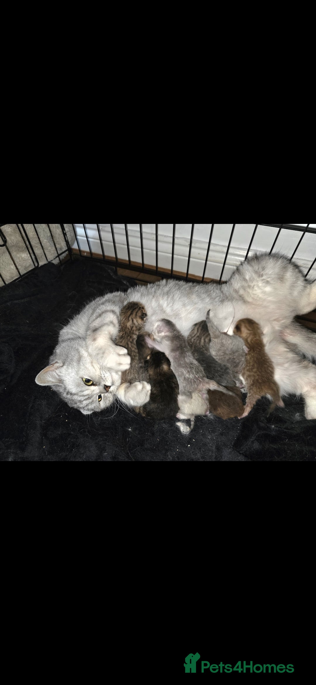British Shorthair cats for sale: Pedigree British Short-hair kittens  - Image 17