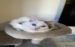 Mixed Breed cats for sale: Beautiful Ragdoll Kittens  - Advert 6