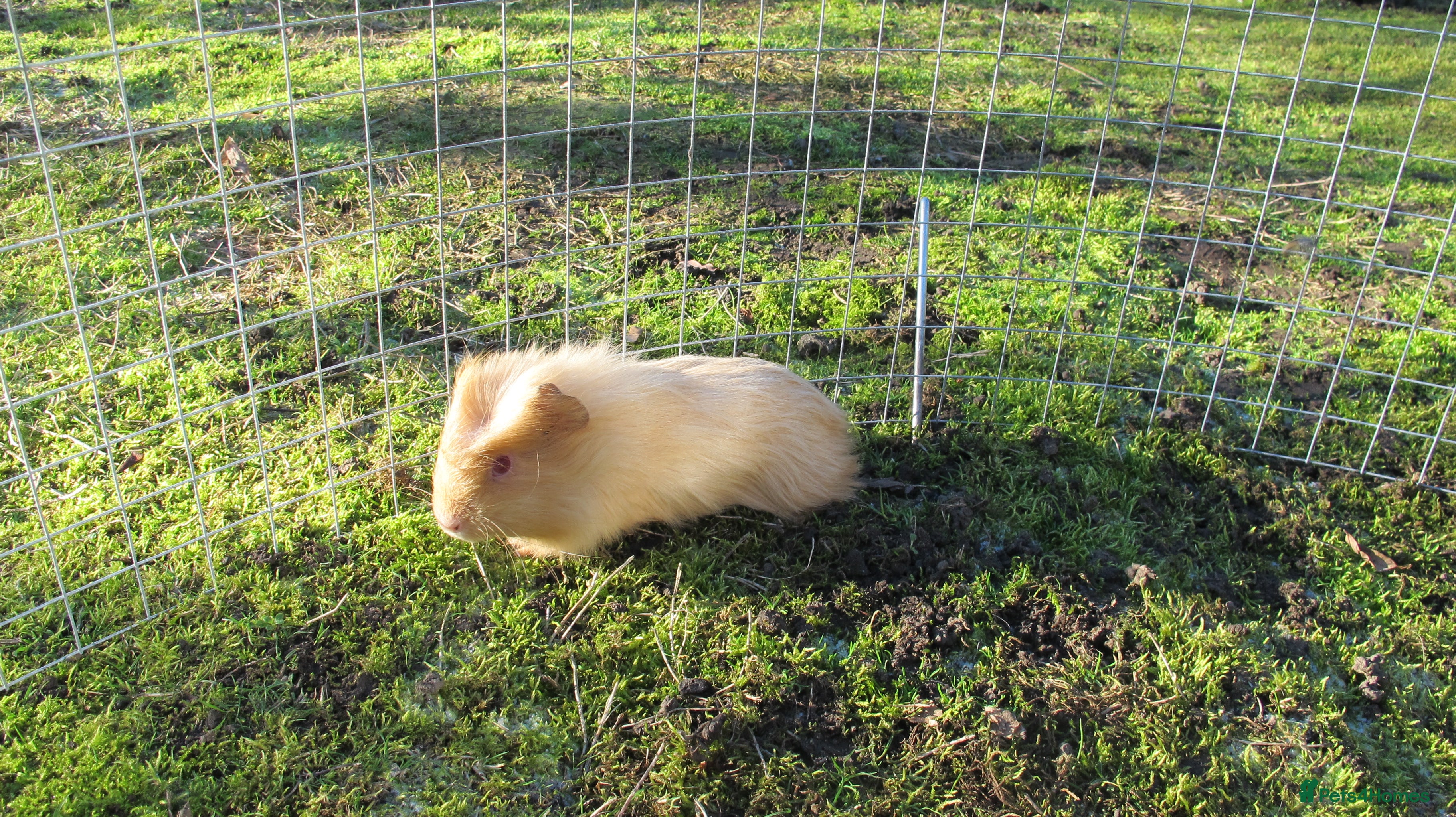 Guinea Pig rodents stunning male guinea pigs, several types & colours - Advert 16