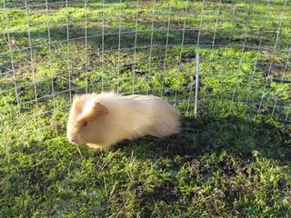 Guinea Pig rodents stunning guinea pigs, several types & colours - Advert 11