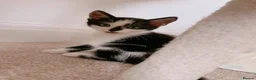 Mixed Breed cats for sale: London, black and white male kitten - Advert 6
