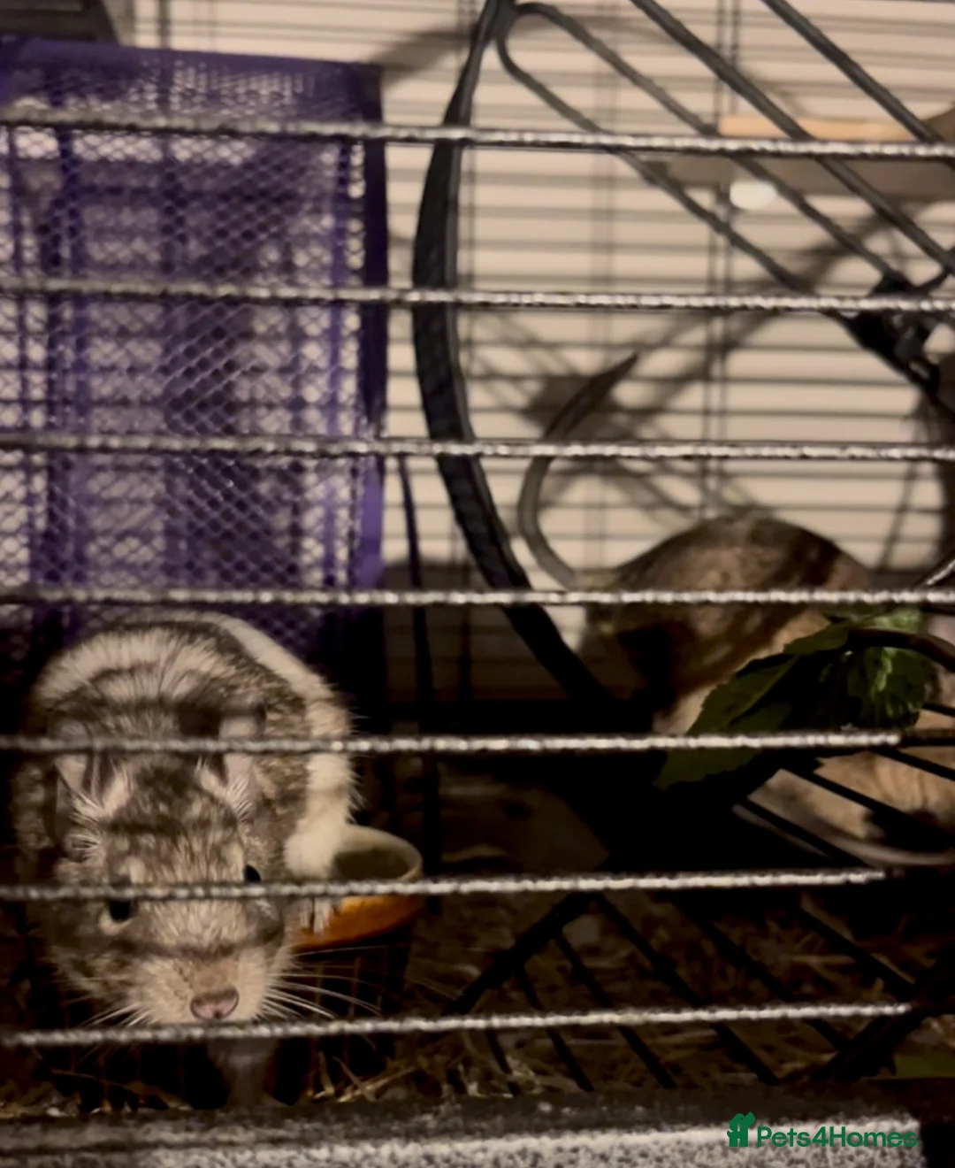 Degus rodents for sale: Three gorgeous bonded male Degus. - Advert 5