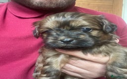 Mixed Breed dogs for sale: Shihpoo  - Image 4