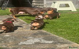 Miniature Dachshund dogs for sale: Miniature Dachshund Girls - Image 4