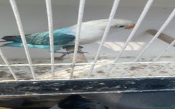 Lovebirds birds for sale: Hand feed tame love Bird in London - Image 15