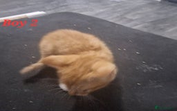 Mixed Breed cats for sale: Beautiful kittens for sale - Image 16