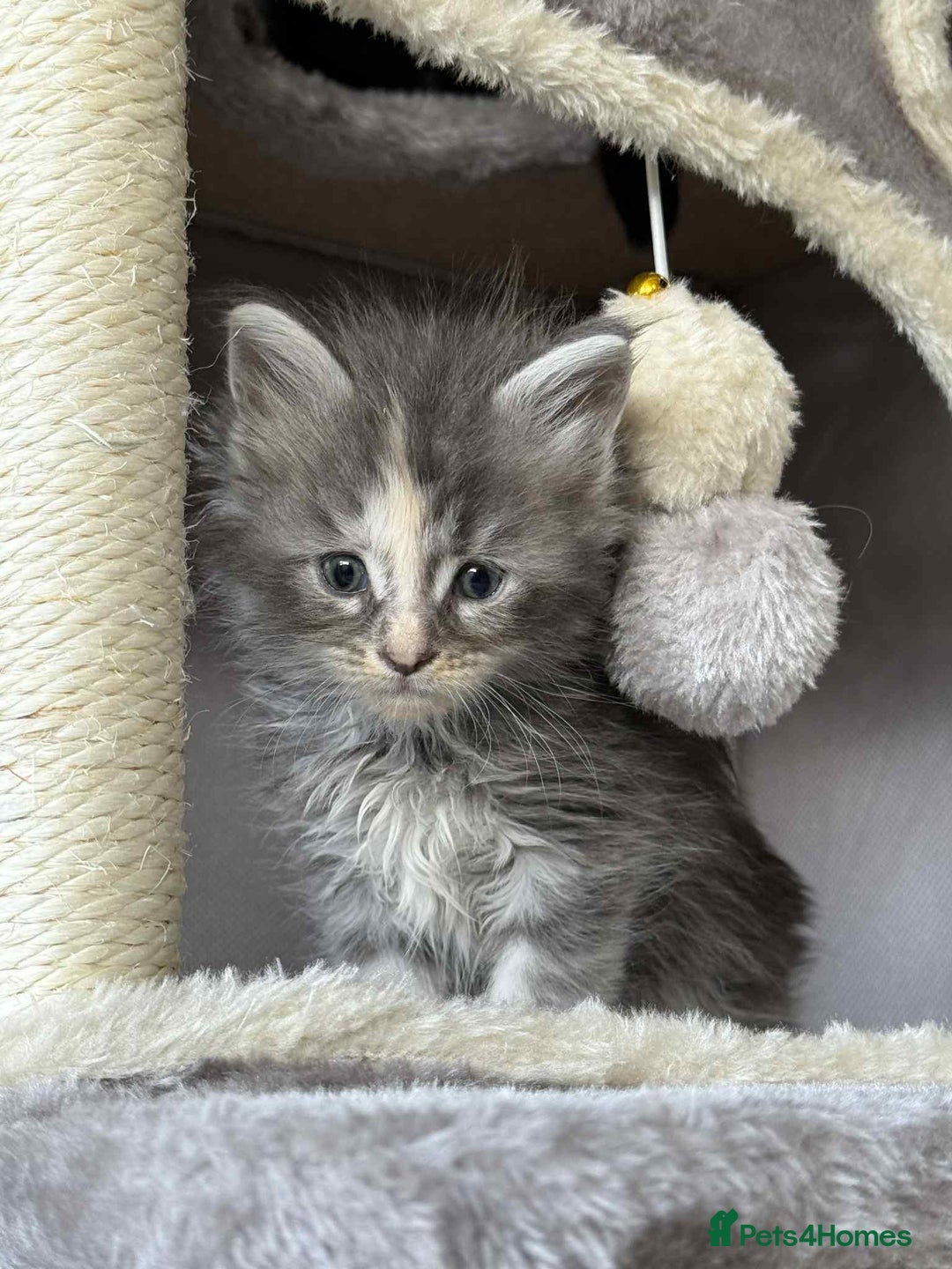 Maine Coon cats for sale: TICA registered large Maine Coon kittens - Image 12