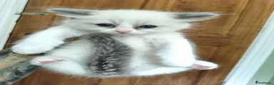 Ragdoll 2