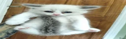 Ragdoll cats for sale: Beautiful kittens - Advert 8