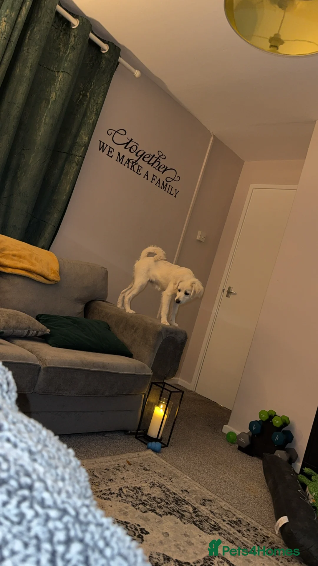 Mixed Breed dogs for sale: 7 Month Old Puppy ‘Teddy’ ☺️ - Advert 3