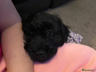 Cavapoo dogs Gorgeous Cavapoo puppies - Advert 2