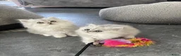 Persian cats for sale: Persian Kittens white and silver  - Advert 5
