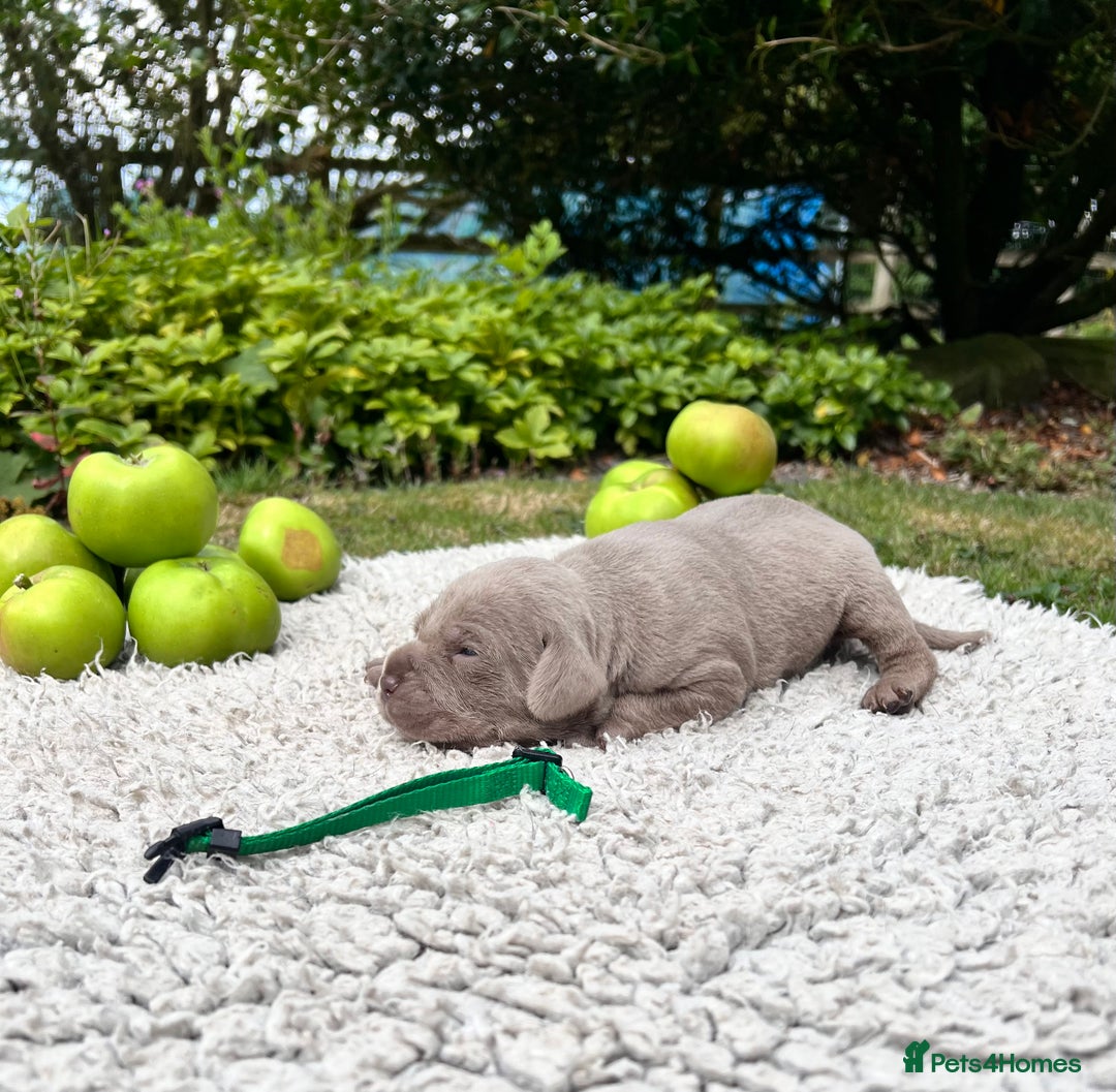 Cane Corso dogs for sale: Exceptional litter, Italian Cane Corsos, ICCF Peds - Image 10