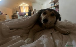 Mixed Breed dogs for adoption: Meet Zeke, currently residing in Hertfordshire  - Image 3