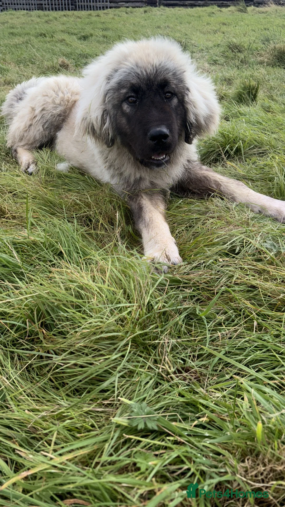 Caucasian Shepherd Dog dogs for sale: Caucasian shepherd  - Advert 8