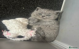 British Shorthair cats for sale: British blue shorthairs girls ready 10/8 - Image 6