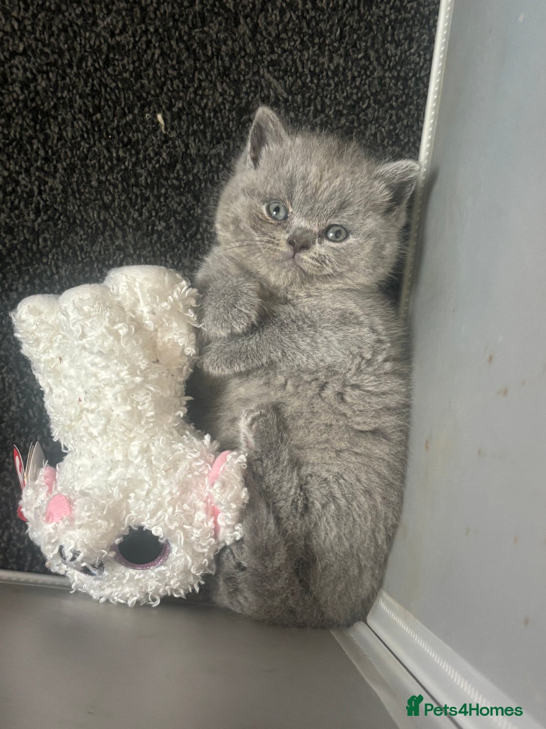 British Shorthair cats for sale: British blue shorthairs girls ready 10/8 - Image 6