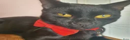 British Shorthair cats for sale: Pure Black British Shorthair Kittens in Dudley - Advert 7